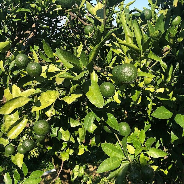 Tahitian Lime