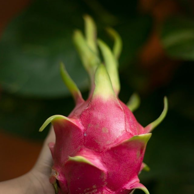 Olympia Strawberry
