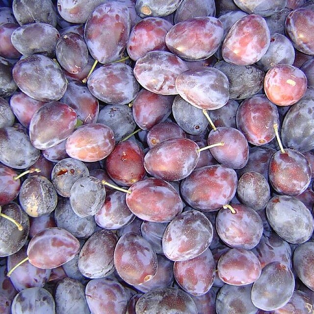 Fortune Plum