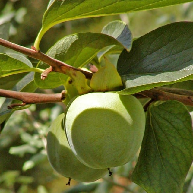 Hachiya Persimmon
