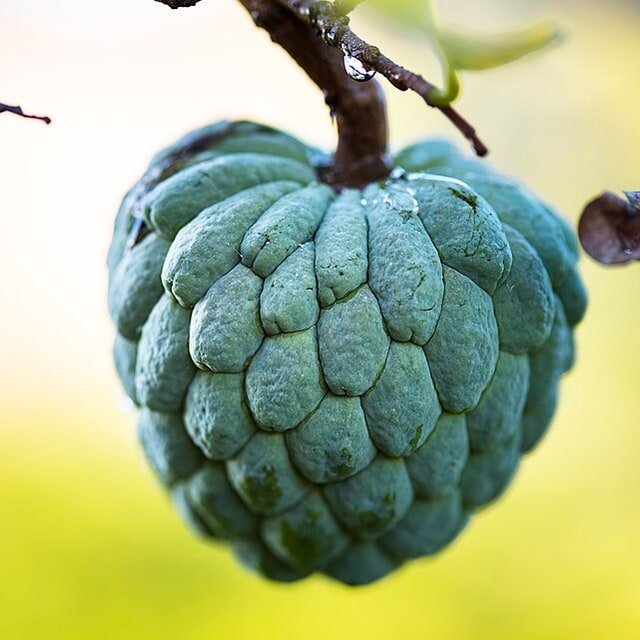 Sugar Apple Sitaphal